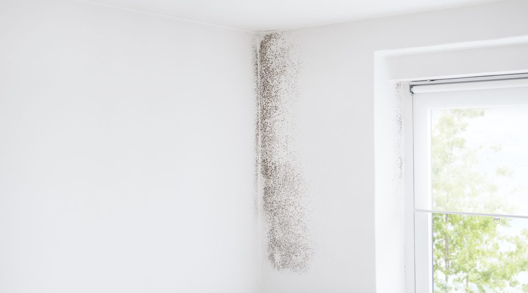 When Does Mold Become a Problem?