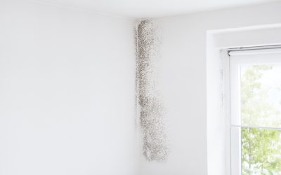 News - Valley Restoration When Does Mold Become a Problem?