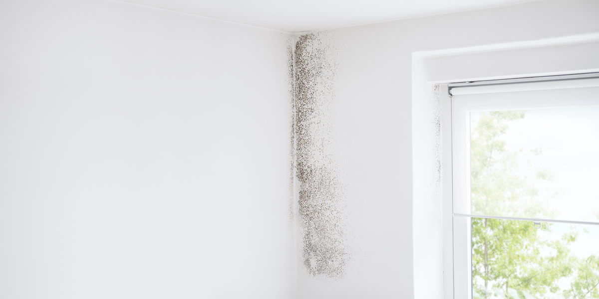 Wall and window with mold growth.