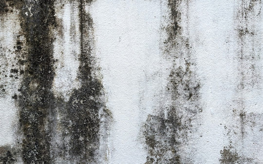 Understanding the Differences Between Mold and Mildew: Why Professional Mold Remediation Should be Your First Step
