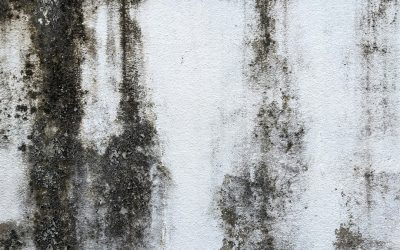 News - Valley Restoration Understanding the Differences Between Mold and Mildew: Why Professional Mold Remediation Should be Your First Step