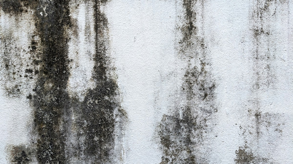Mold on a wall that requires mold remediation.