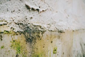 mold caused by water damage
