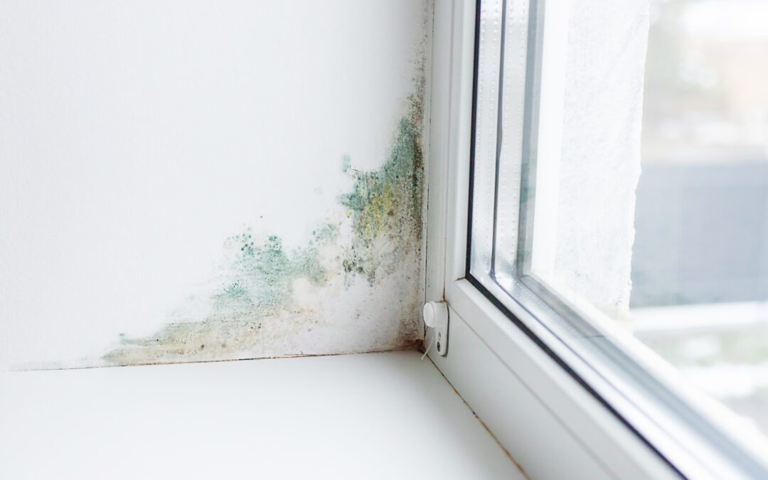 Mold After Water Damage: What Sun Valley Homeowners Need to Know