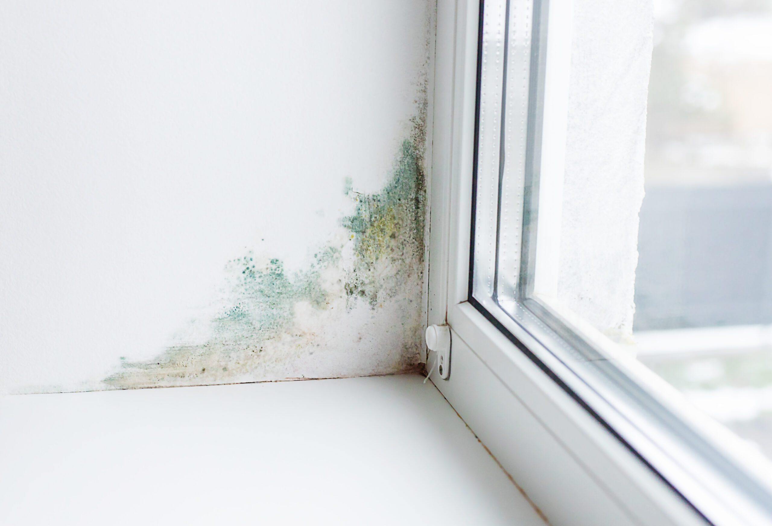 Slope near the window fungus moisture. Selective focus. water damage mold in home